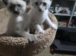 Siamese Lynx and seal and blue points - Siamese Kitten For Sale - Walworth&comma; WI&comma; US