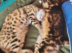 Nala & Rajah - Bengal Cat For Sale - Beacon Falls&comma; CT&comma; US