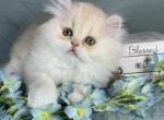 White & Cream Dilute - Persian Kitten For Sale - 