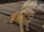 Blue eyes Golden Scottish fold boy - Scottish Fold Kitten For Sale - 