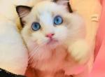 winston - Ragdoll Kitten For Sale - Irvine&comma; CA&comma; US