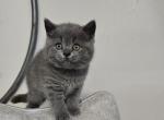 Ozzie - Scottish Straight Kitten For Sale - New York&comma; NY&comma; US