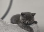 Dusty - Scottish Straight Kitten For Sale - 