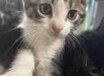 Taco - Domestic Kitten For Adoption - Hillsborough&comma; NJ&comma; US