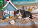 Camies tabby boy - Exotic Kitten For Sale - Conroe&comma; TX&comma; US