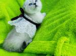 Munchkin point in OREGON - Munchkin Kitten For Sale - Matthews&comma; NC&comma; US