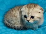 Scottish fold in OREGON - Scottish Fold Kitten For Sale - Matthews&comma; NC&comma; US