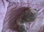 RESERVED Mink bicolor Kats Ravishing Ragdolls - Ragdoll Kitten For Sale - Lancaster&comma; PA&comma; US
