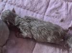 RESERVED Kats ravishing ragdolls SEAL MINK - Ragdoll Kitten For Sale - Lancaster&comma; PA&comma; US