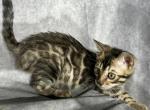 Blaze - Bengal Kitten For Sale - Barberton&comma; OH&comma; US