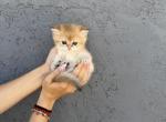 Sara - British Shorthair Kitten For Sale - 