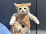 Mila - British Shorthair Kitten For Sale - Phoenix&comma; AZ&comma; US