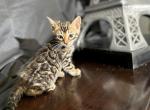 Bleu - Bengal Kitten For Sale - 