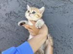 Simon - British Shorthair Kitten For Sale - Phoenix&comma; AZ&comma; US