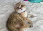 Tigers - Scottish Straight Kitten For Sale - 