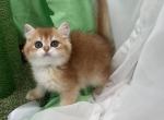 Jerry - British Shorthair Kitten For Sale - 