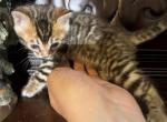 Lyric - Bengal Kitten For Sale - Barberton&comma; OH&comma; US