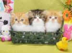 Three Persian Kittens - Persian Kitten For Sale - CA&comma; US