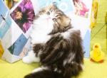 Three Persian Kittens - Persian Kitten For Sale - CA&comma; US