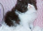 Show Quality Black and White Bi Color male - Persian Kitten For Sale - 