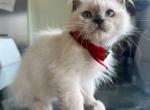 Older litter - Ragdoll Kitten For Sale - 