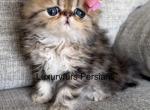 Gold - Persian Kitten For Sale - Fort Worth&comma; TX&comma; US