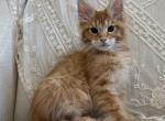 Hailey of Kingdom of Northumbria - Maine Coon Kitten For Sale - Chandler Heights&comma; AZ&comma; US