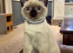 LUNA - Siamese Kitten For Sale - Maclean&comma; VA&comma; US