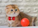 Fred - Munchkin Kitten For Sale - Pembroke Pines&comma; FL&comma; US