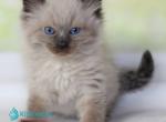 Nils - Siberian Kitten For Sale - Pembroke Pines&comma; FL&comma; US