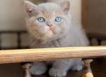 Jasper - British Shorthair Kitten For Sale