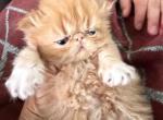 Rare girl red and white - Persian Kitten For Sale - 