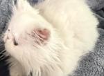 White boy Casper - Persian Kitten For Sale - 