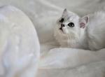 Scottish female Bell - Scottish Fold Kitten For Sale - Jersey City&comma; NJ&comma; US