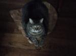 Sadie - Domestic Cat For Adoption - Branson&comma; MO&comma; US