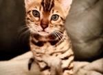 GOJO - Bengal Kitten For Sale - 