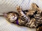 KITA - Bengal Kitten For Sale - Brooklyn Park&comma; MN&comma; US