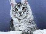 Esenya - Maine Coon Kitten For Sale - Hollywood&comma; FL&comma; US