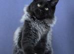 Hard Core - Maine Coon Kitten For Sale - Hollywood&comma; FL&comma; US