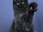 Huligan - Maine Coon Kitten For Sale - Hollywood&comma; FL&comma; US