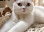 Layla - Scottish Straight Kitten For Sale - Brooklyn&comma; NY&comma; US