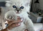 Daisy - Ragdoll Kitten For Sale - 