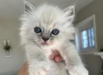 Thor - Ragdoll Kitten For Sale - 