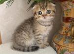 Scottish fold - Scottish Fold Kitten For Sale - Springfield&comma; MA&comma; US