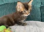 Brown Maine coon - Maine Coon Kitten For Sale - Springfield&comma; MA&comma; US