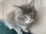 Blue  Maine coon - Maine Coon Kitten For Sale - Springfield&comma; MA&comma; US