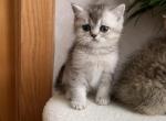 Silver  male - Scottish Straight Kitten For Sale - Springfield&comma; MA&comma; US