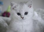 Kai HappyBRI - British Shorthair Kitten For Sale - FL&comma; US