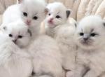 Skylar's babies - Ragdoll Kitten For Sale - Nixa&comma; MO&comma; US