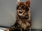 Maine Coon Male - Maine Coon Kitten For Sale - Staten Island&comma; NY&comma; US